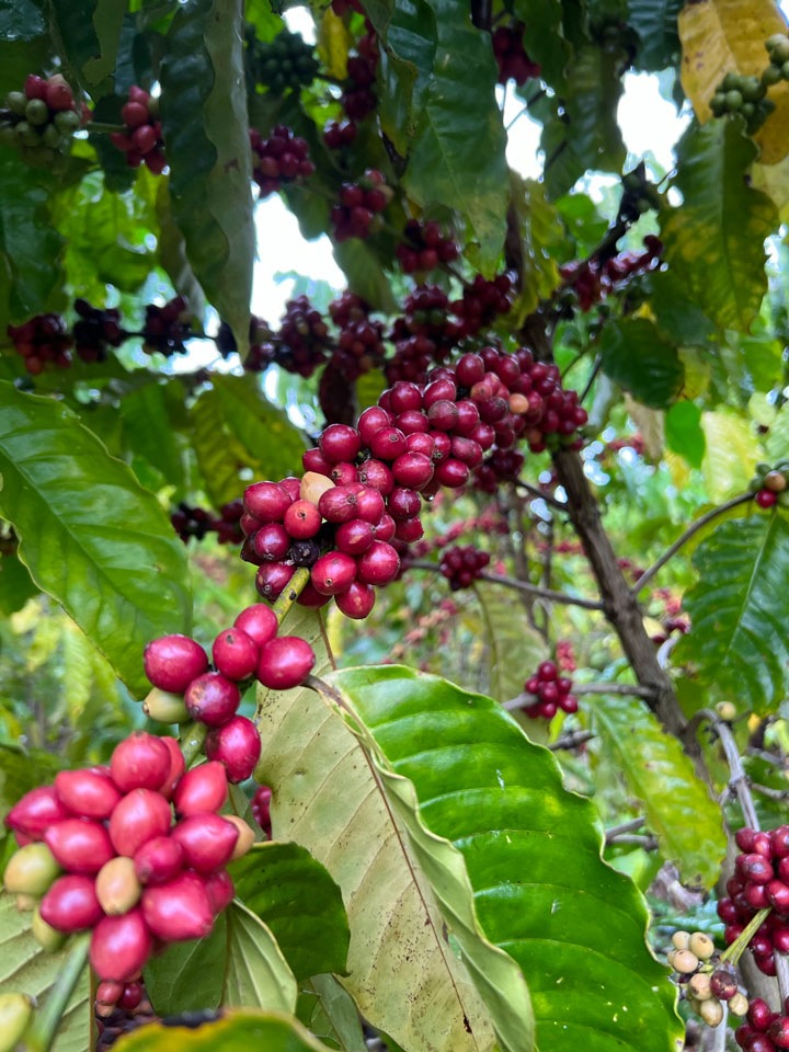 finca los limones 2