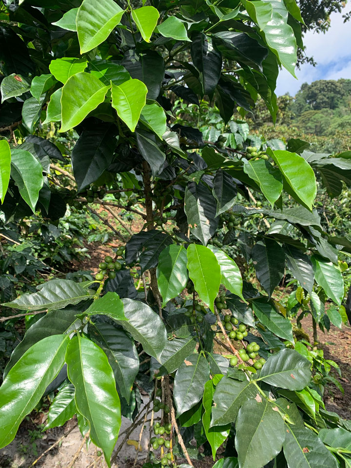 finca los limones 3