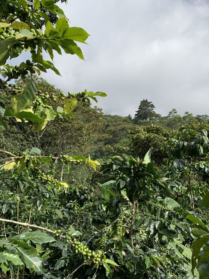 finca tulipanes 2
